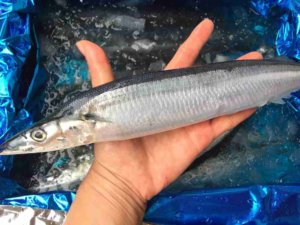 【秋刀魚の旬】築地市場の仲買人直伝 新鮮なサンマの選び方 3つのポイント