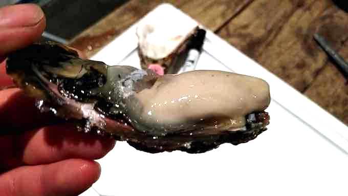 旨い『岩牡蠣』は夏が旬！種類と産地・おすすめの食べ方・死んでるカキの見分け方