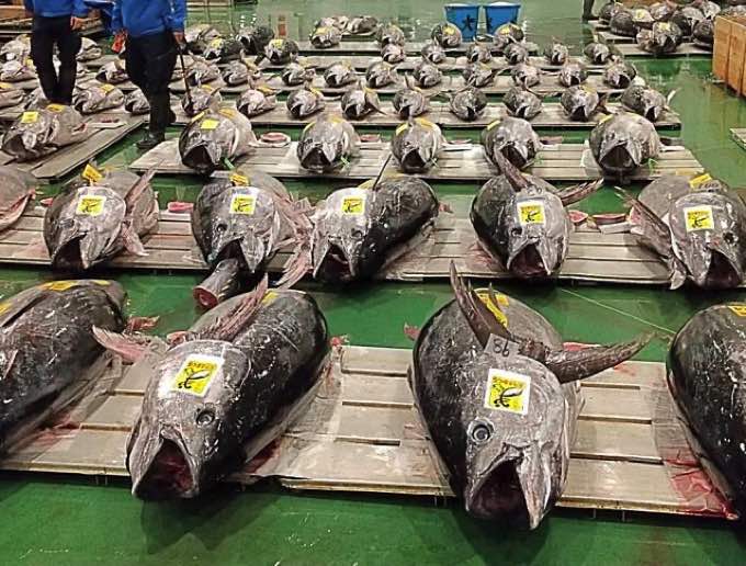 生本マグロが今、安い！【2026豊漁】市場人が教える"食べるなら今"の理由とお取り寄せ