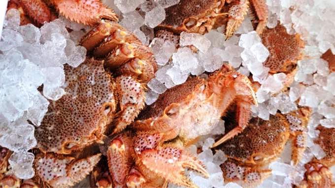 知ってた？『夏の毛蟹』は特別旨い！漁師や市場関係者に絶賛させるおいしさのワケ