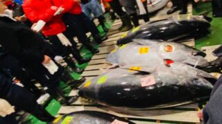 豊洲市場の生本マグロ